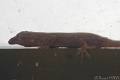 DSC06042