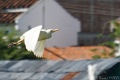 DSC03724