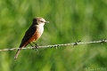 DSC03755