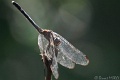 DSC05620