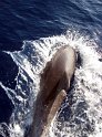 IMG_0629_