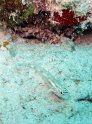 IMG_0300