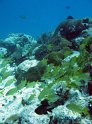 IMG_0611