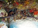 IMG_1597