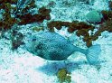 IMG_1625