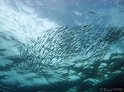 IMG_9552