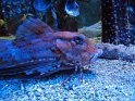 IMG_7552