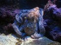 IMG_7591