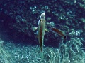 IMG_1734