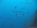 IMG_0194