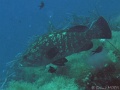 IMG_0619