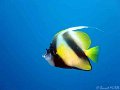 030426-030510 - Mer rouge (Grand-Sud)