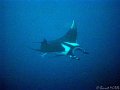 050326-050403 - Mer rouge (St-Johns-Reef)