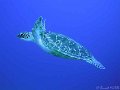 060326-060401 - Mer rouge (Marsa Shagra)