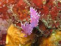 080508 - Antibes (Seche-Saint-Pierre)