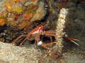 081018-081019  - Caps Ferrat & Nice (Grotte Semaphore - Petit-Canyon)