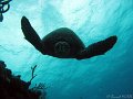 090312 - Mexique - Playa-del-Carmen (Tortugas - Barracudas)