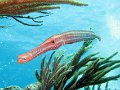 090316 - Mexique - Playa-del-Carmen (Mama-Vina - Sabalos)