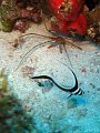 090319 - Mexique - Cozumel (Palancar-Garden - Yucab)