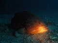 090712 - Cap-de-Nice (La-grotte-a-corail)