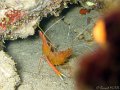 091031 - Cap-d-Antibes (Petit-canyon)