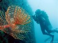 100619 - Cap-de-Nice (Grotte-a-Corail)