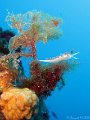 100828 - Cap-d-Antibes (Pequerole)