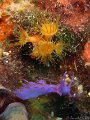 100918 - Cap-d-Antibes (Cap-Gros Est)