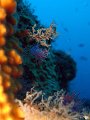101024 - Cap-d-Antibes (Cap-Gros Est)