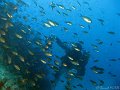 101107 - Cap-d-Antibes (Cap-Gros Est)