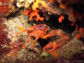 110522 - Cap-de-Nice (Grotte-a-Corail)
