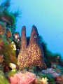 110917-110918 - Cap-d-Antibes (Pequerolle)