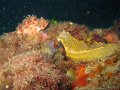 130915 - Cap-de-Nice (La grotte a corail)