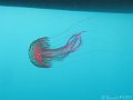 160604 - Cap-Ferrat (Point Caussiniere)