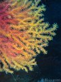 160612-160626 - Cap-Ferrat (Sec-a-Merlo)