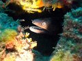220903 - Cap-d-Antibes (Petit Canyon)
