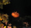 241026-241027 - Cap-Ferrat (Roche fendue - Grande baie)