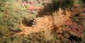 241124 - Cap-d-Antibes (Petit-Canyon)